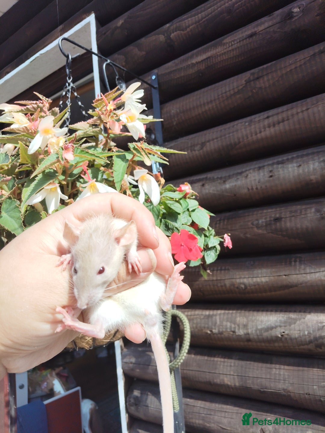Rat rodents for sale: Beautiful baby rats dumbos smooth and rex  - Image 2