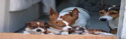 Jack Russell dogs for sale: *** 5 stunning puppies available *** - Advert 19