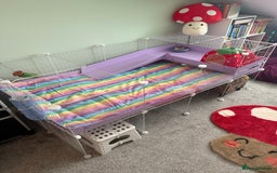 Guinea Pig rodents for sale: 2 female guinea pigs and kavee cage - Advert 4