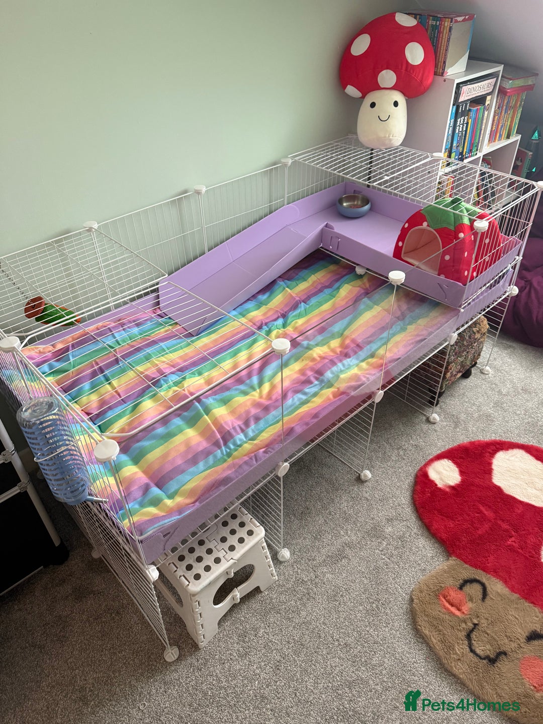 Guinea Pig rodents for sale: 2 female guinea pigs and kavee cage - Advert 4