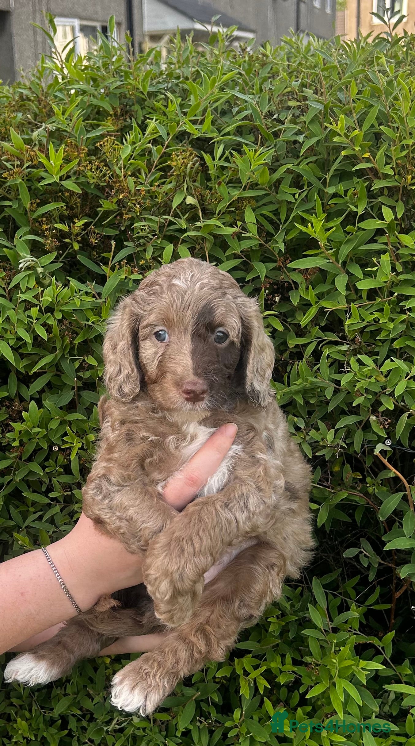Sproodle dogs for sale: Sproodle puppies  in Accrington - Advert 12