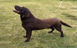 Labrador Retriever dogs for sale: Planned litter of Labrador retrievers due 28th - Image 3