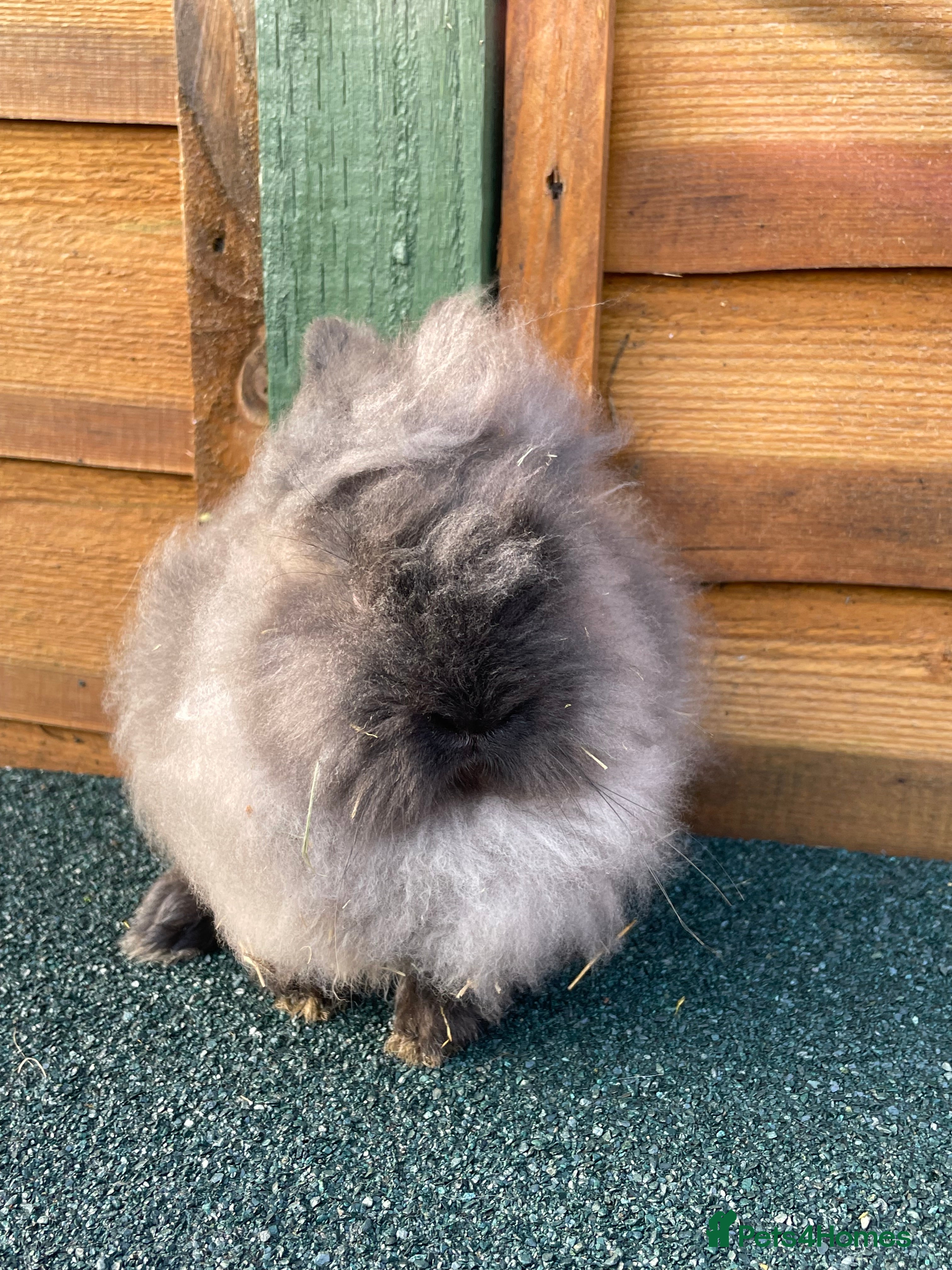 Lionhead rabbits One male and one female - Advert 4