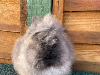 Lionhead rabbits One male and one female - Advert 4