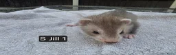 Ferret rodents for sale: Full, Semi & Half Angora Kits - Advert 13