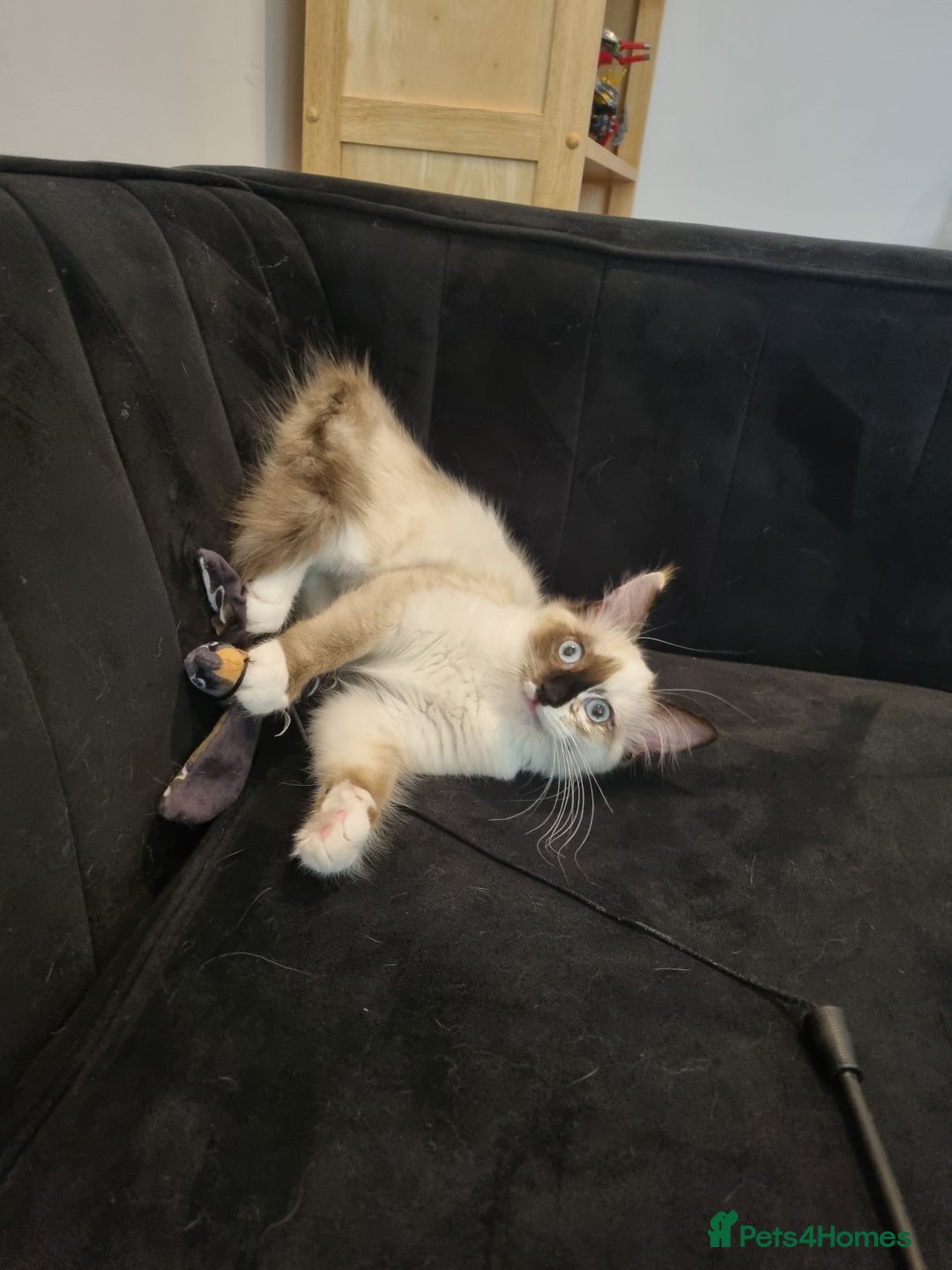 Ragdoll cats for sale: Ragdoll kittens  - Image 13