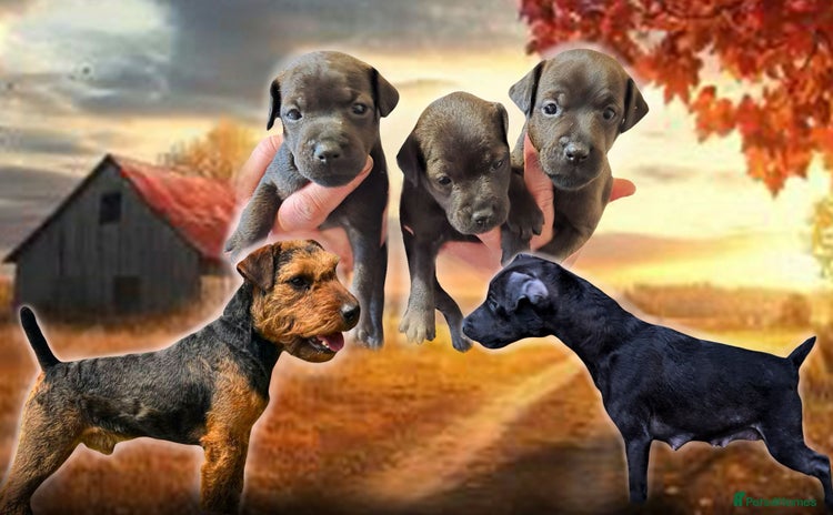Mixed Breed dogs - Advert 3