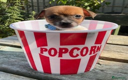 Jack Russell dogs for sale: Tiny Jack Russell’s - Image 1