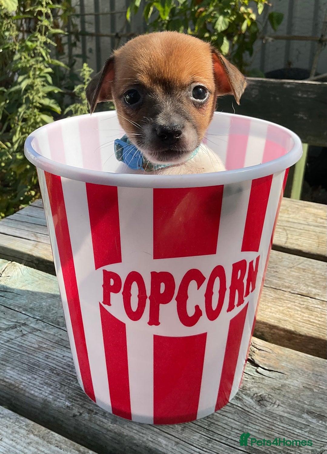 Jack Russell dogs for sale: Tiny Jack Russell’s - Image 1