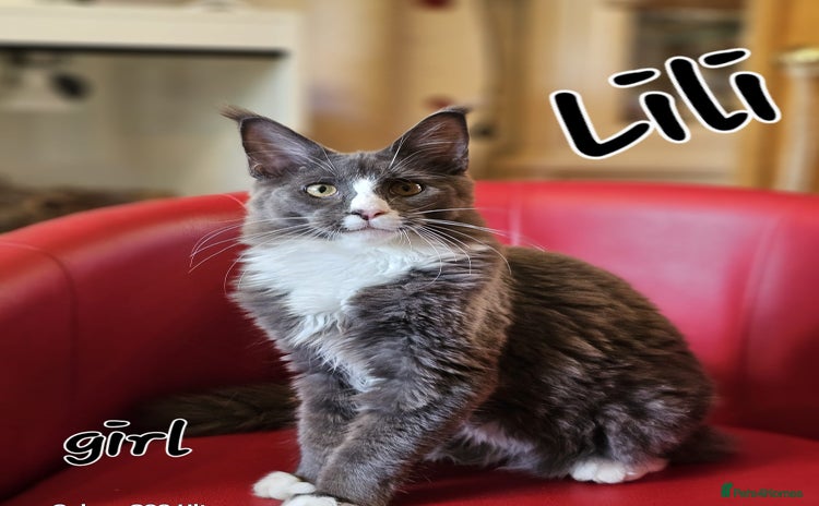 Maine Coon cats in Northampton - Advert 1