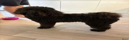 Toy Poodle dogs for sale: Kc registered toy poodle male black  in Bicester - Advert 3