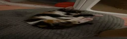 Maine Coon cats for sale: British shorthair X Mainecoon - Advert 8