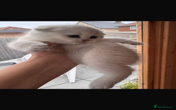 Scottish Fold cats for sale: Beautiful Silver & White Scottish Fold Kittens  - Advert 8