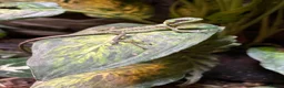 Iguana reptiles for sale: Casque Head Iguana Babies  - Advert 3