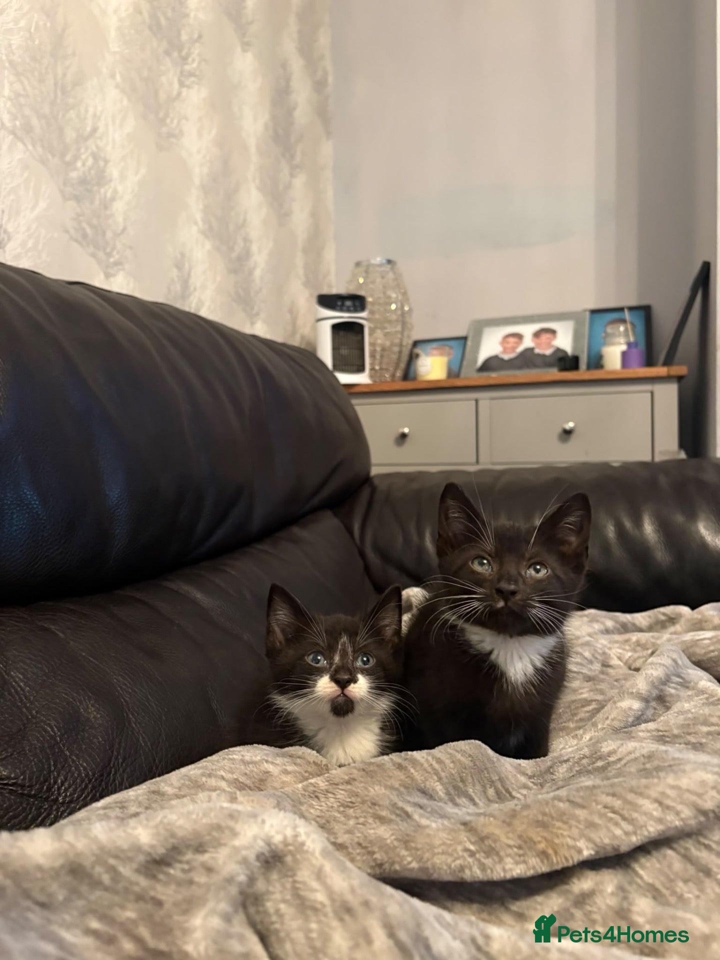 Mixed Breed cats for sale: Beautiful kittens - Advert 8