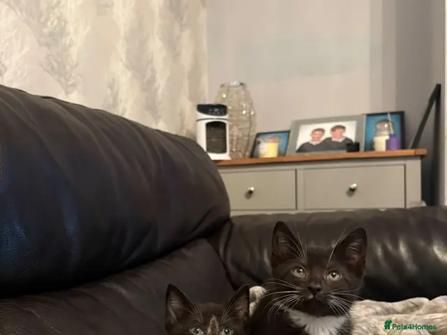 Mixed Breed cats for sale: Beautiful kittens - Advert 8