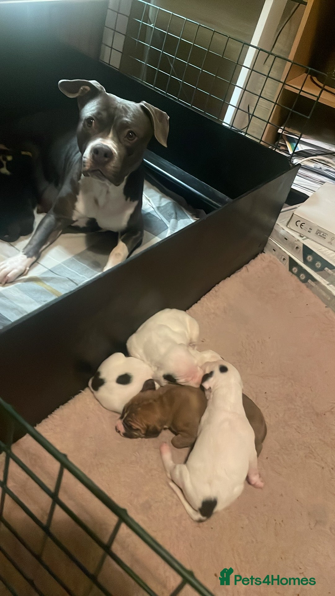 Mixed Breed dogs for sale: Staffy Cross puppies in Wisbech - Advert 7