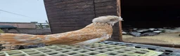 Chickens poultry for sale: Pure breed bantoms - Advert 6