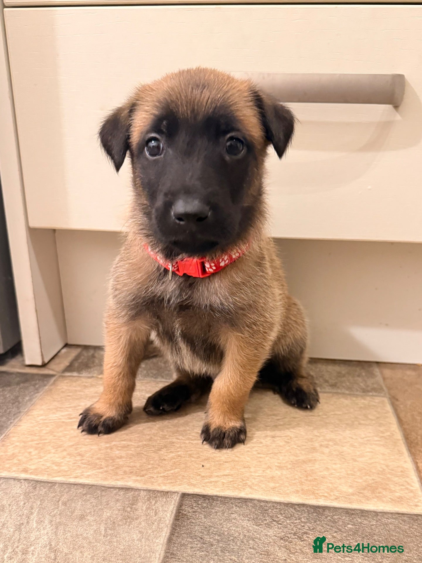 Belgian Shepherd Dog dogs Only 3 KC Belgian Malinois Pups Left! 🐾 - Advert 1
