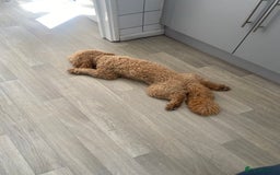 Cockapoo dogs for sale: 15 month cockapoo - Image 3