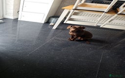 Patterjack dogs for sale: Meet Shelby, currently living in Rochdale - Image 2
