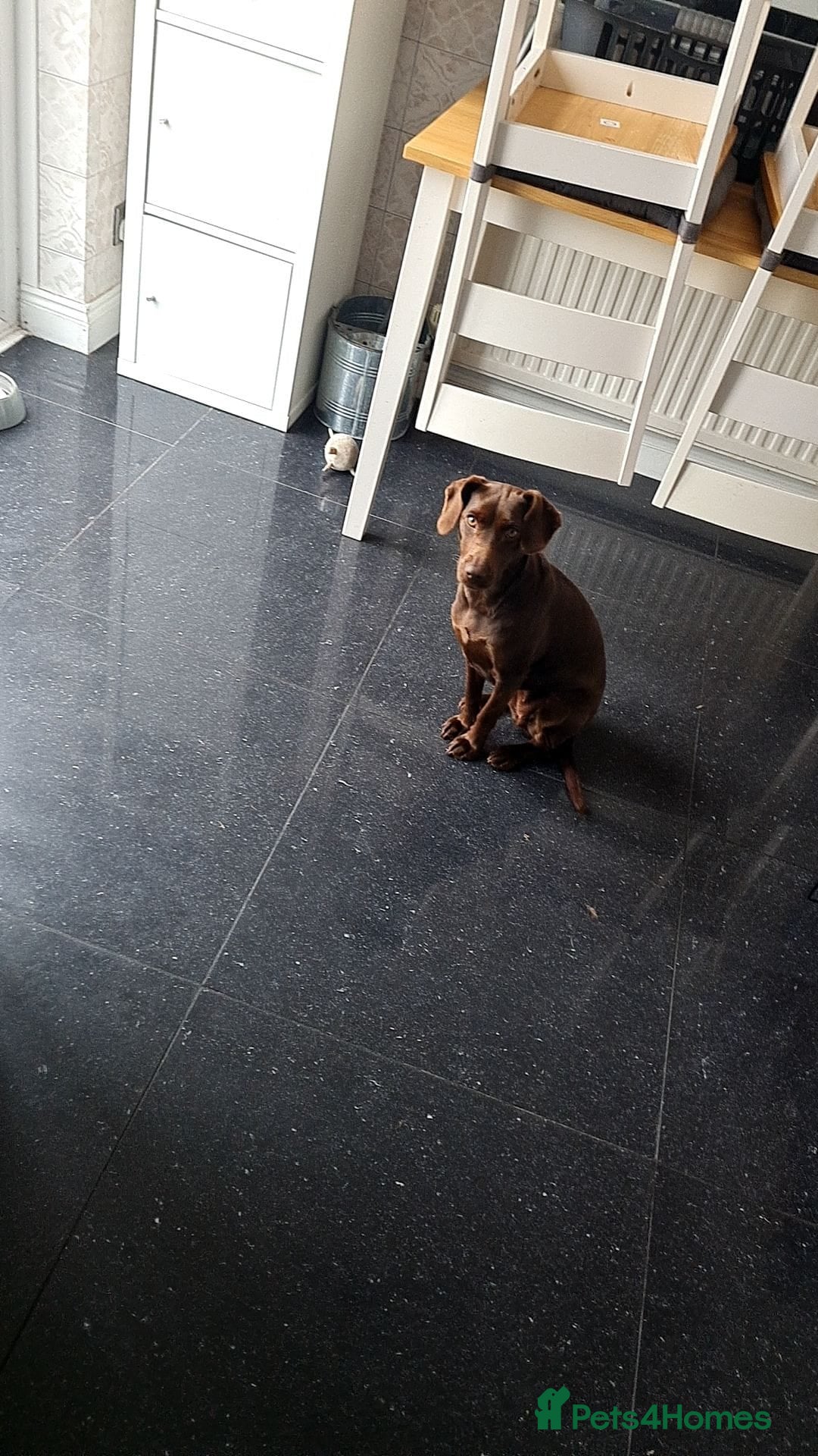 Patterjack dogs for sale: Meet Shelby, currently living in Rochdale - Image 2