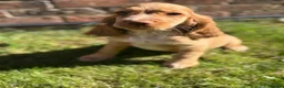 Cocker Spaniel dogs for sale: kc registered cocker spaniels  - Advert 4