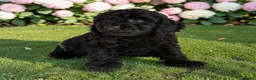 Cockapoo dogs for sale: Beautiful F1 pups from health tested parents in Marlborough - Advert 6