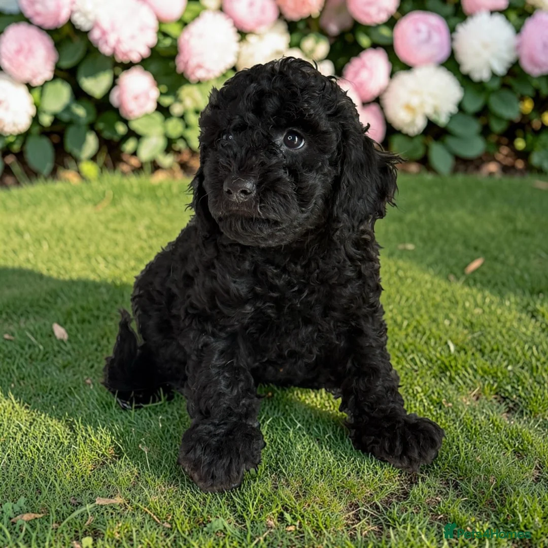 Cockapoo dogs for sale: Beautiful F1 pups from health tested parents in Marlborough - Advert 6