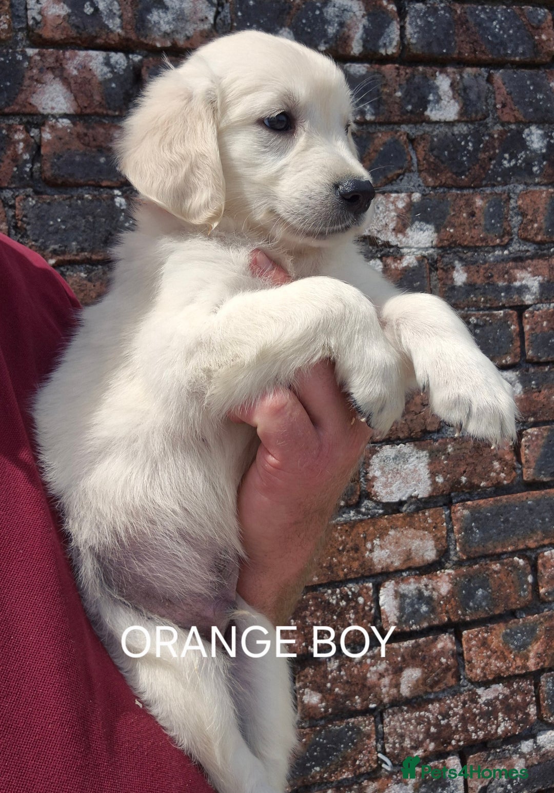 Golden Retriever dogs for sale: KC GOLDEN RETRIEVER PUPPIES  - Image 15