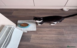 Mixed Breed cats for sale: X2 male cats Batman & Blacky - Image 9