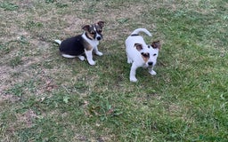 Jack Russell dogs for sale: Jack Russel puppies for sale - Image 5