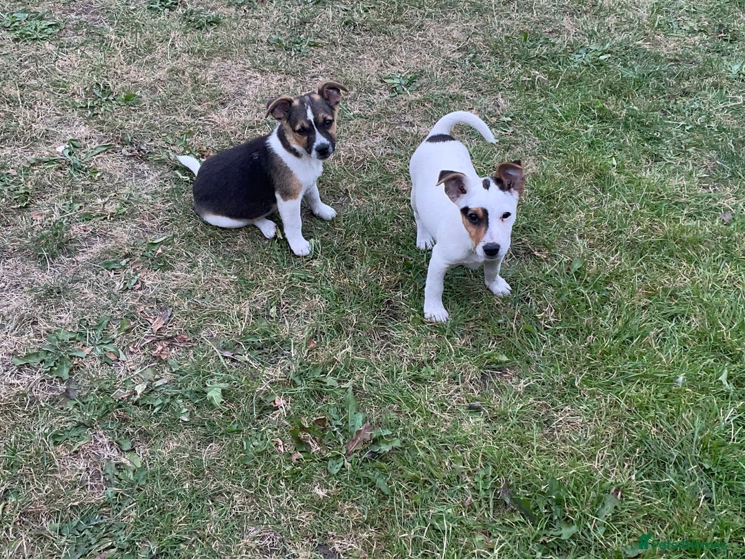 Jack Russell dogs for sale: Jack Russel puppies for sale - Image 5