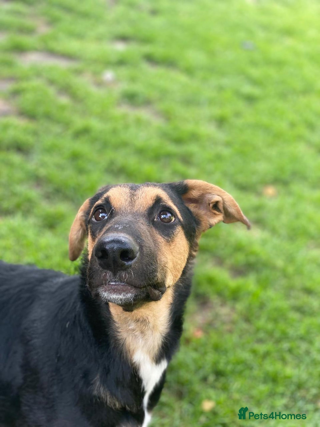 Mixed Breed dogs for adoption: 💙🐶 BRUNO -The Big, Loving Pup: FOSTER or ADOPT - Advert 18