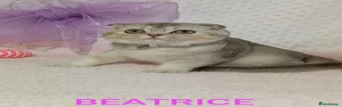 Beatrice 