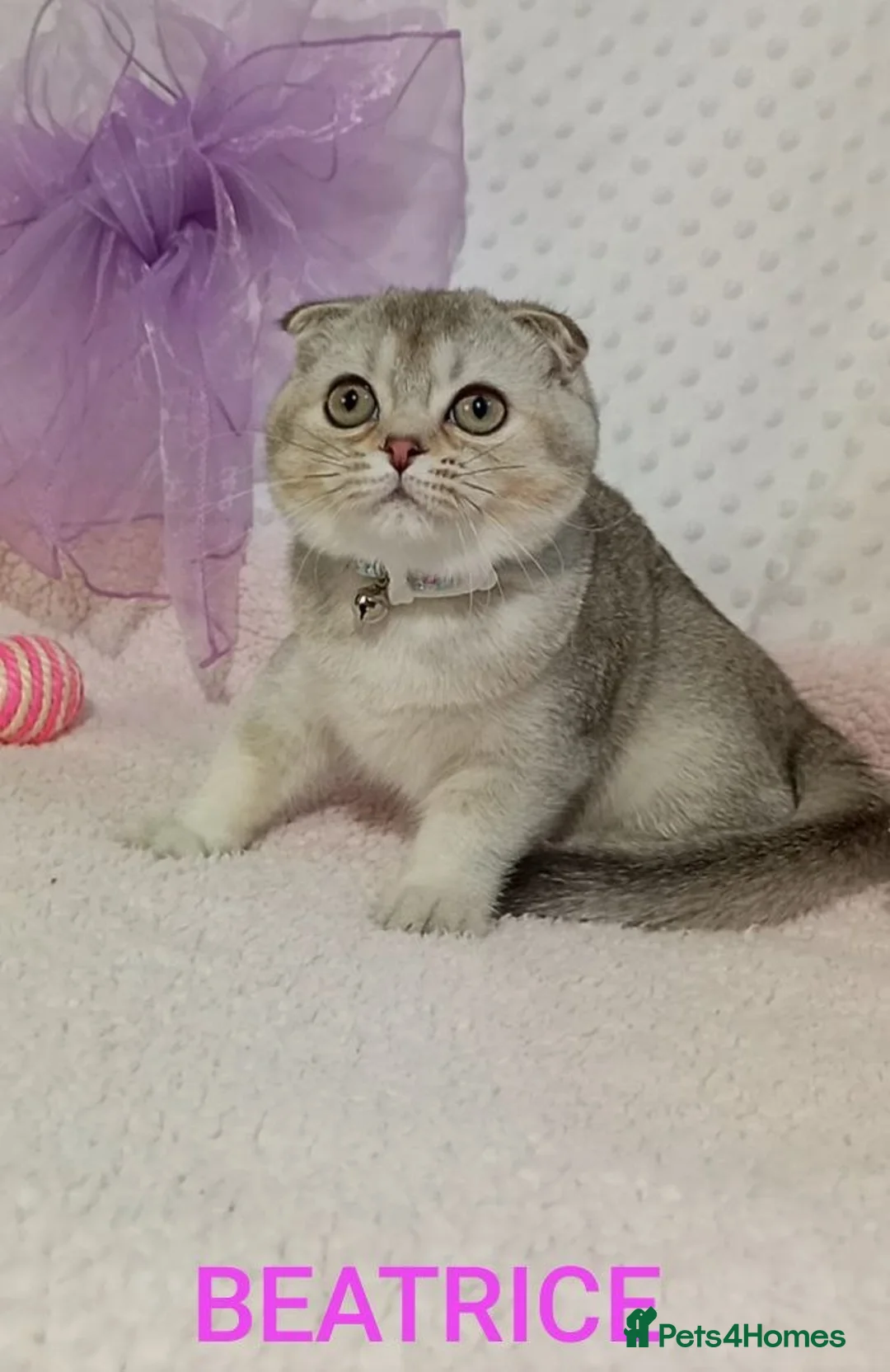 British Shorthair cats for sale: CHRISTOPHER ( little bear)  in London - Advert 2