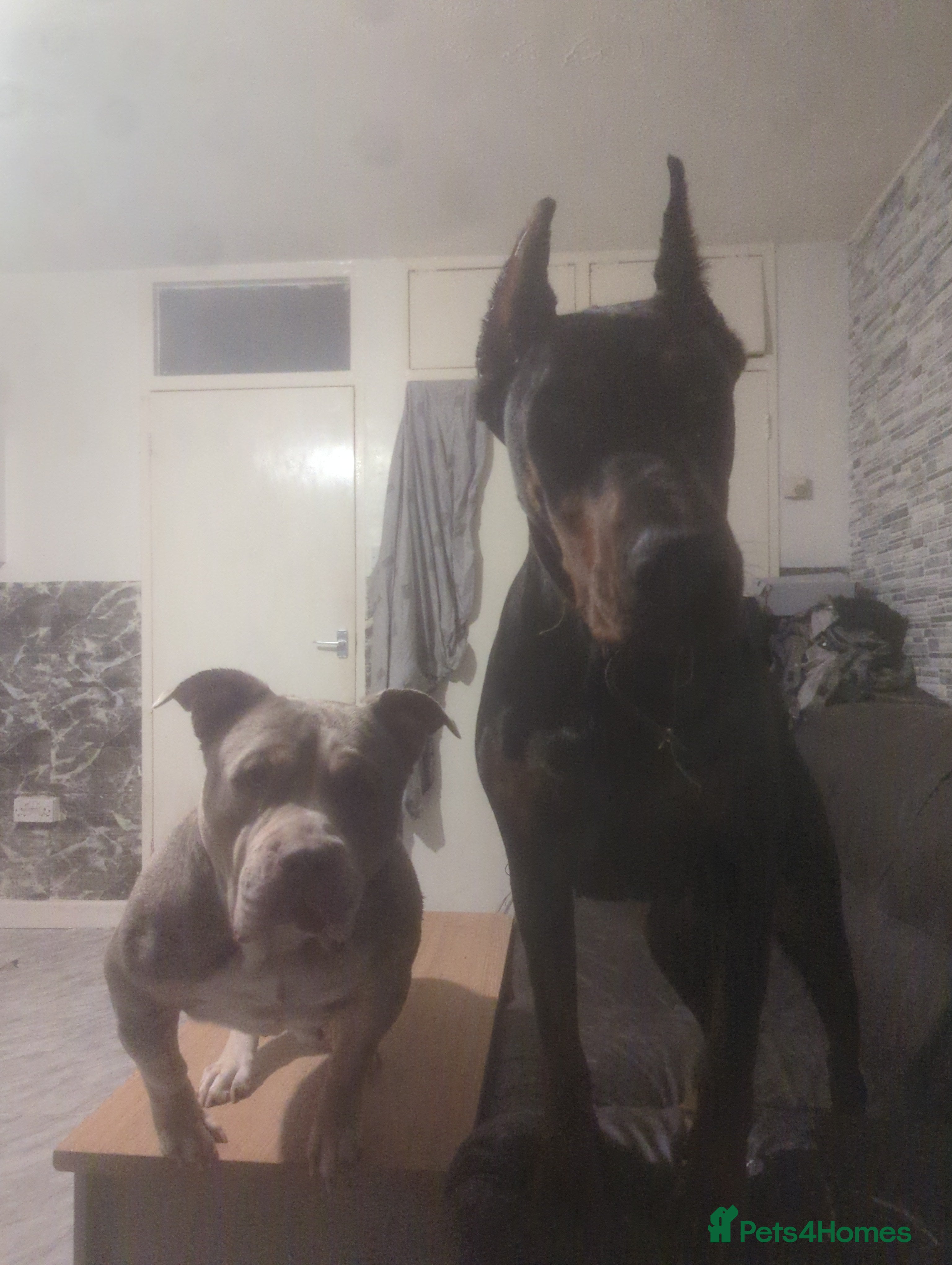 Dobermann dogs 2 year old doberman  - Advert 1