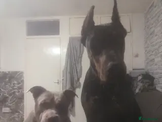 Dobermann dogs 2 year old doberman - Advert 1