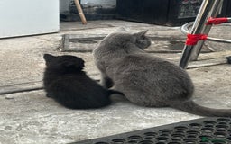 Mixed Breed cats for sale: 3 female kittens ready to go  - Image 16