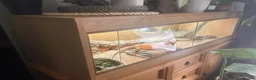 Bearded Dragon reptiles for sale: Female bearded dragon for sale  in Peterborough - Advert 8