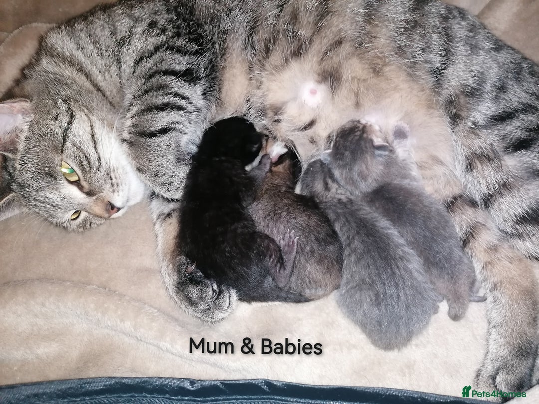 Mixed Breed cats for sale: Siamese Bengal mix kittens  - Advert 4