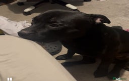Staffordshire Bull Terrier dogs for stud: Onyx  - Image 1