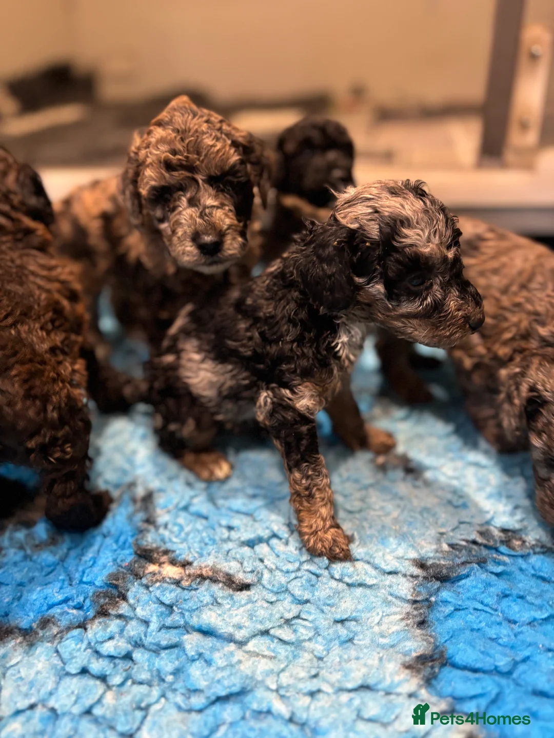 Miniature Poodle dogs for stud: Health tested red kc miniature poodle stud  in Doncaster - Advert 11