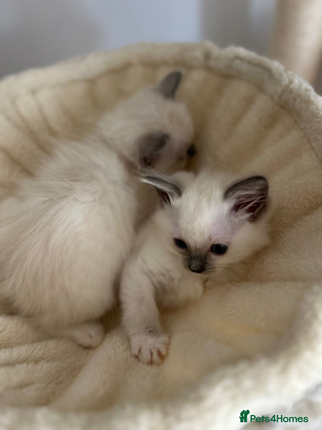Ragdoll cats for sale: 5 Pure Ragdoll kittens - All Females -Pickup Ready - Image 23