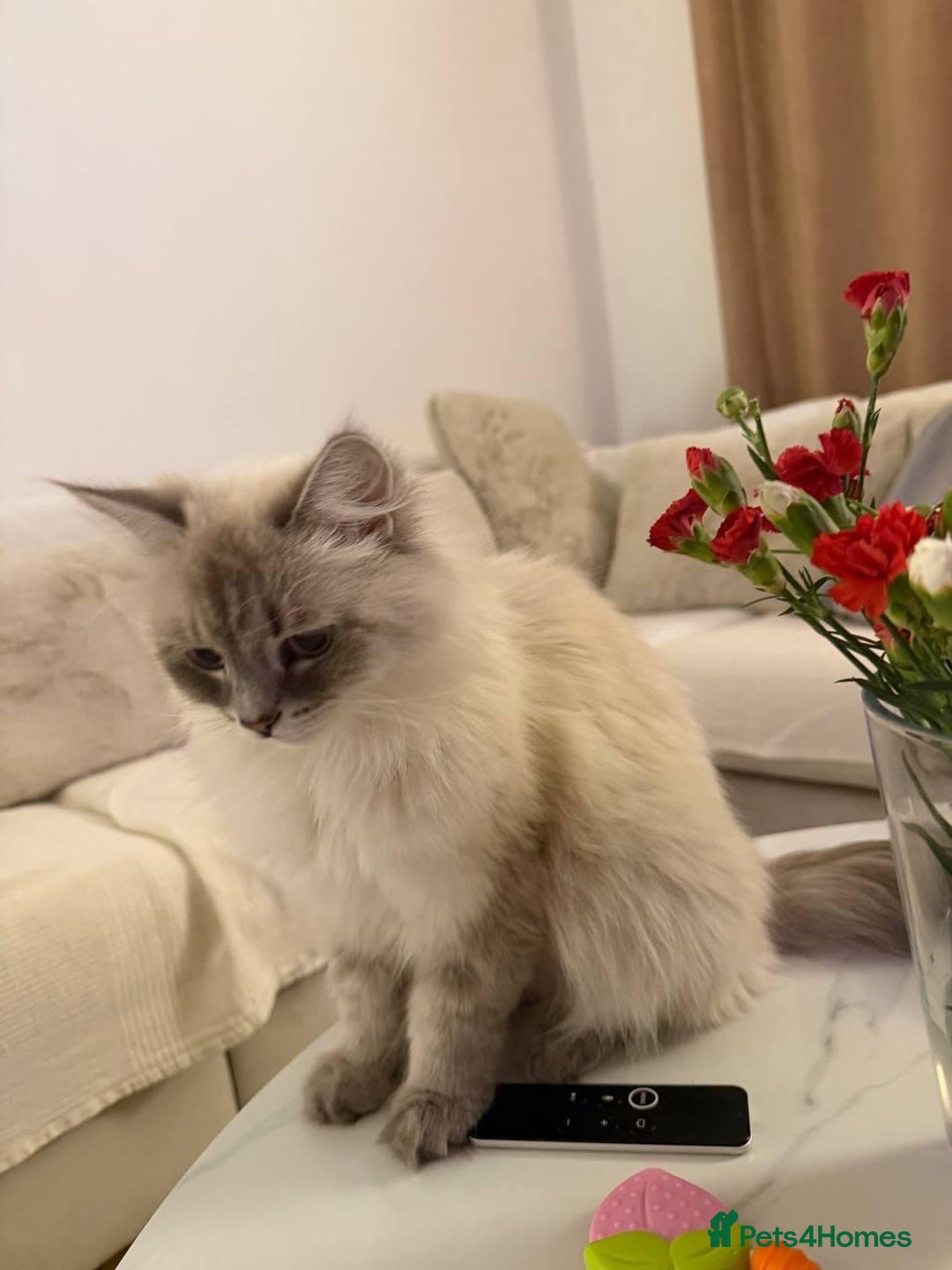 Siberian cats for sale: Rare Siberian Cats Available😻💯 - Advert 15