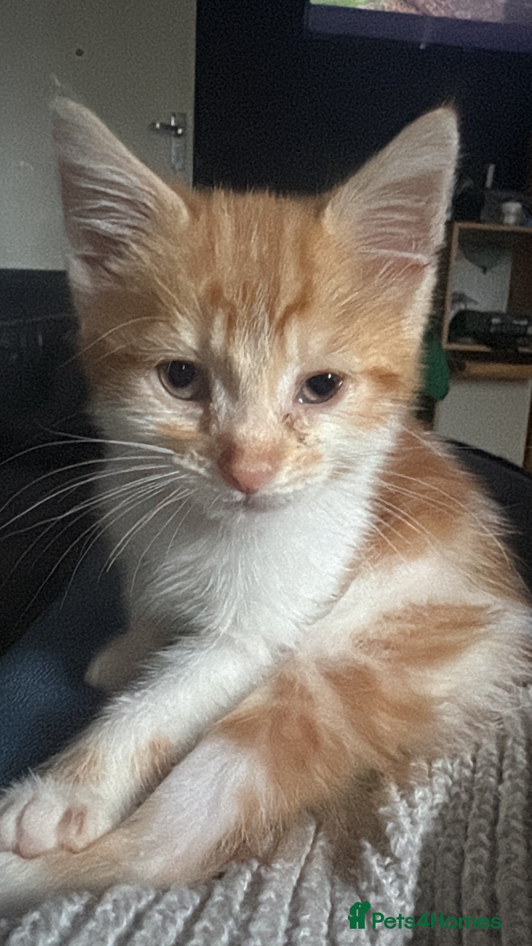 Mixed Breed cats 1 male kitten - Advert 15
