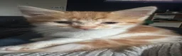 Mixed Breed cats for sale: 1 male kitten - Advert 1