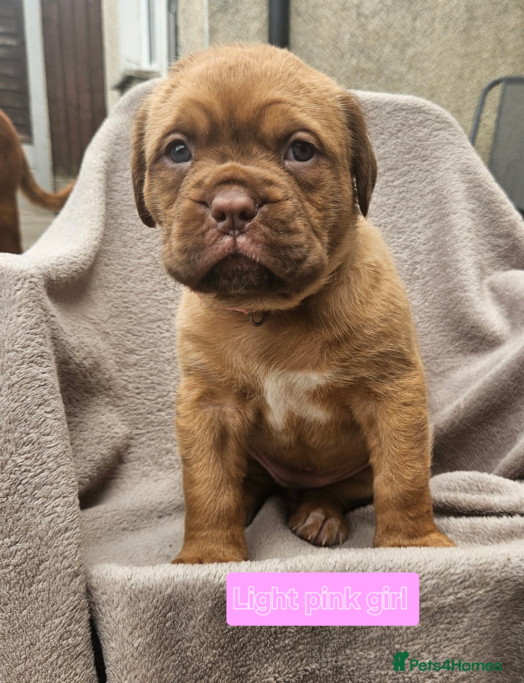 Dogue De Bordeaux dogs for sale: Dogue de bordeaux pups  - Image 3
