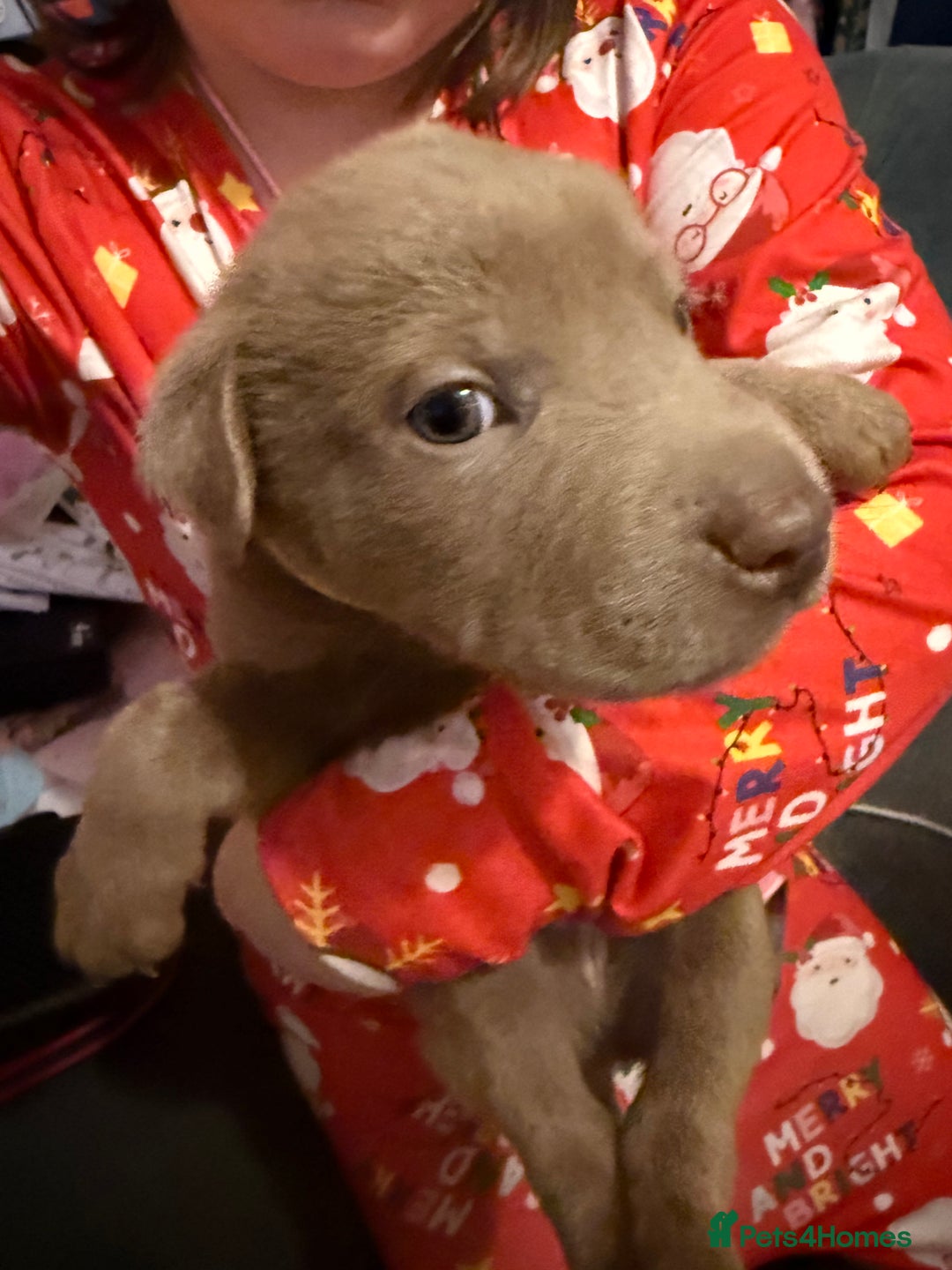 Mixed Breed dogs for sale: Ready 12 Jan Sharpei x Rhodesian ridgeback Hybrid - Advert 25