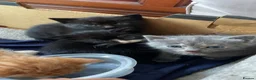 Mixed Breed cats for sale: 4 kittens and mother in Grays - Advert 4